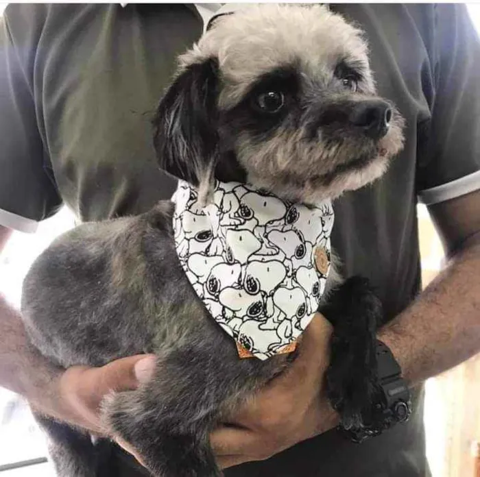 Cachorro raça Mix poodle idade 5 anos nome Theo