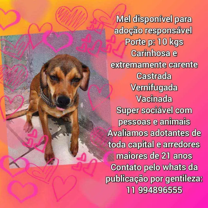 Cachorro raça Srd idade 7 a 11 meses nome Mel