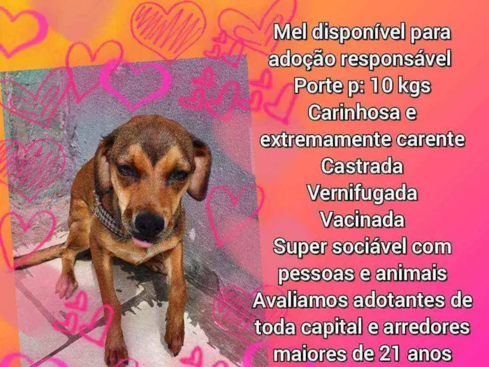Cachorro raça Srd idade 7 a 11 meses nome Mel