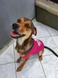 Cachorro raça Srd idade 7 a 11 meses nome Mel