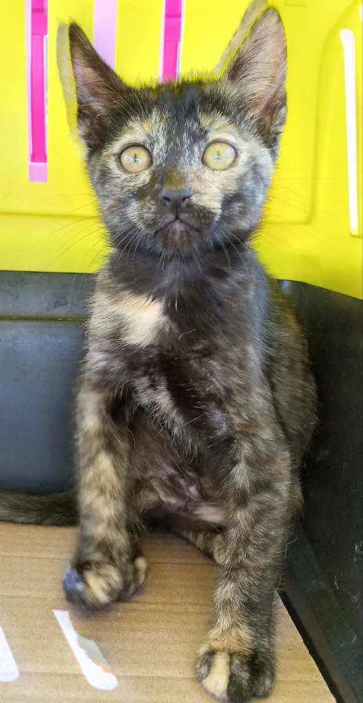 Gato ra a SRD idade 2 a 6 meses nome PARIS