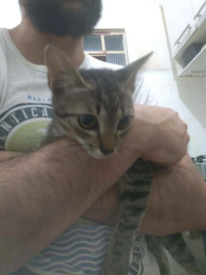 Gato ra a Siamês idade 2 a 6 meses nome Malu