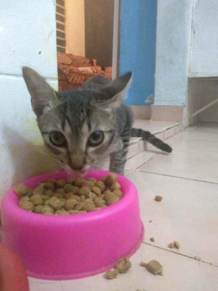 Gato ra a Siamês idade 2 a 6 meses nome Malu