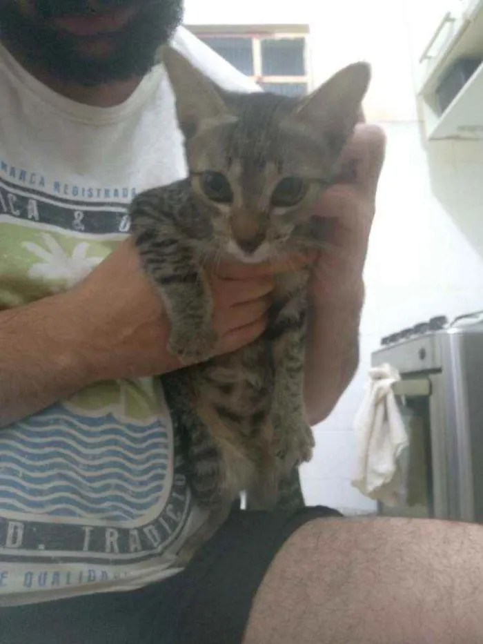 Gato ra a Siamês idade 2 a 6 meses nome Malu