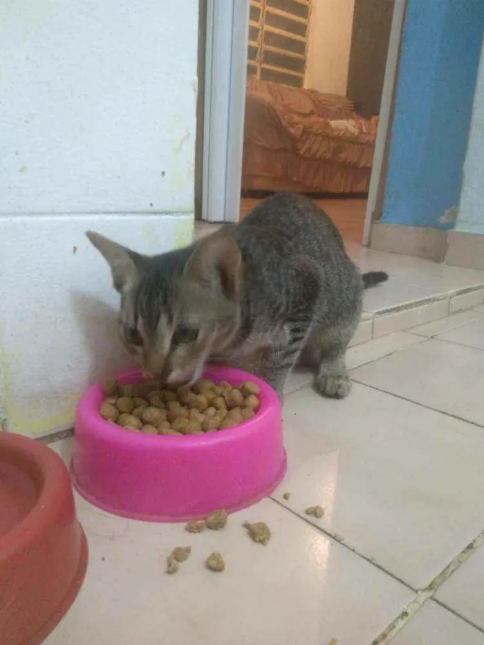 Gato ra a Siamês idade 2 a 6 meses nome Malu