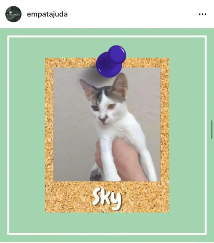 Gato ra a SRD-ViraLata idade 2 a 6 meses nome Sky