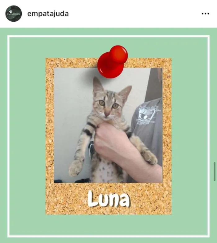 Gato ra a SRD-ViraLata idade 2 a 6 meses nome Luna