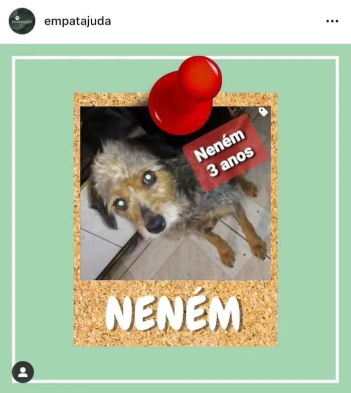 Cachorro ra a SRD-ViraLata idade 3 anos nome Neném