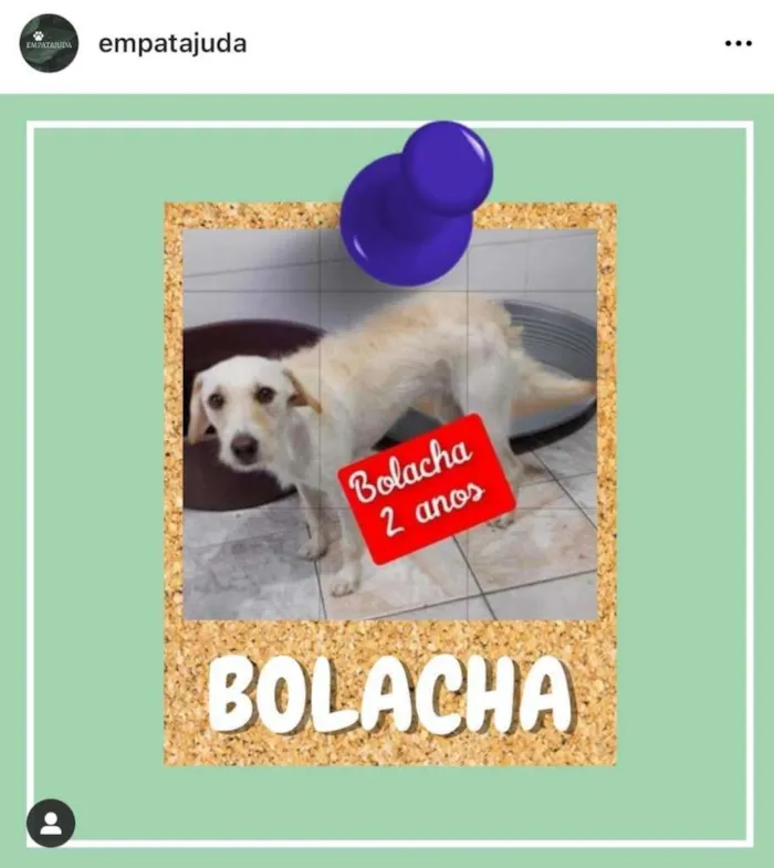 Cachorro ra a SRD-ViraLata idade 2 anos nome Bolacha