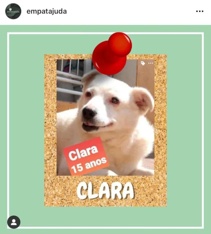 Cachorro ra a SRD-ViraLata idade 6 ou mais anos nome Clara