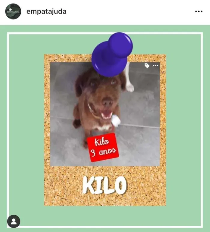 Cachorro ra a SRD-ViraLata idade 3 anos nome Kilo