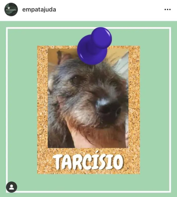 Cachorro ra a SRD-ViraLata idade 1 ano nome Tarcísio
