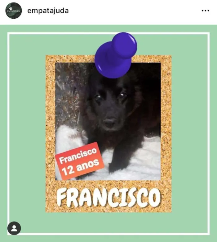 Cachorro ra a SRD-ViraLata idade 6 ou mais anos nome Francisco