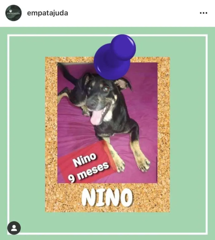 Cachorro ra a SRD-ViraLata idade 7 a 11 meses nome Nino