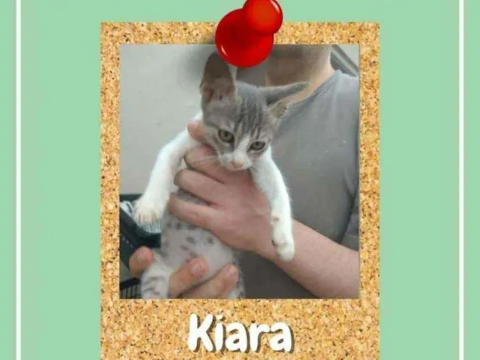 Gato ra a SRD-ViraLata idade 2 a 6 meses nome Kiara