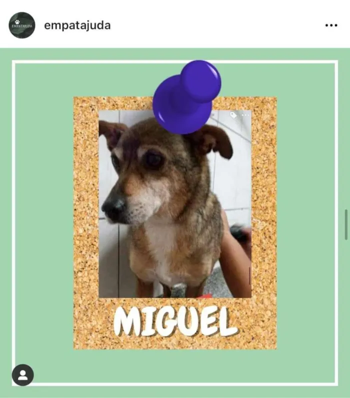Cachorro ra a SRD-ViraLata idade 6 ou mais anos nome Miguel