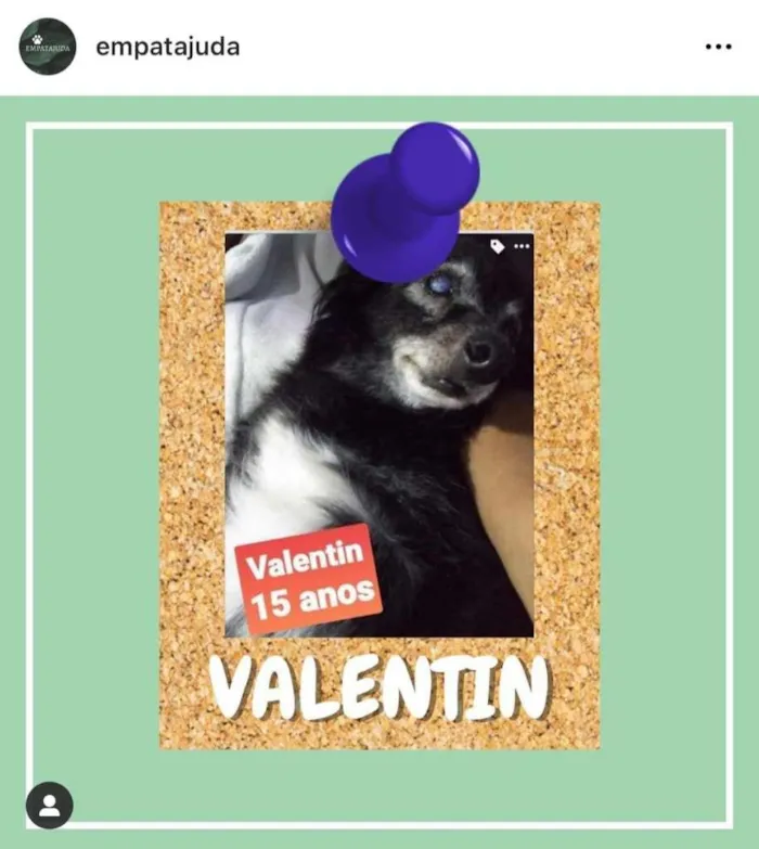 Cachorro ra a SRD-ViraLata idade 6 ou mais anos nome Valentin