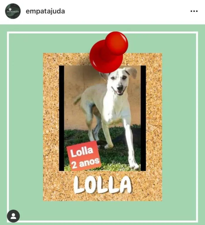 Cachorro ra a SRD-ViraLata idade 2 anos nome Lolla