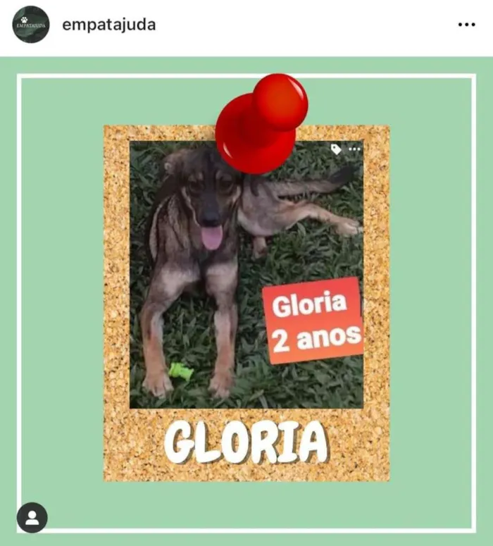 Cachorro ra a SRD-ViraLata idade 2 anos nome Gloria