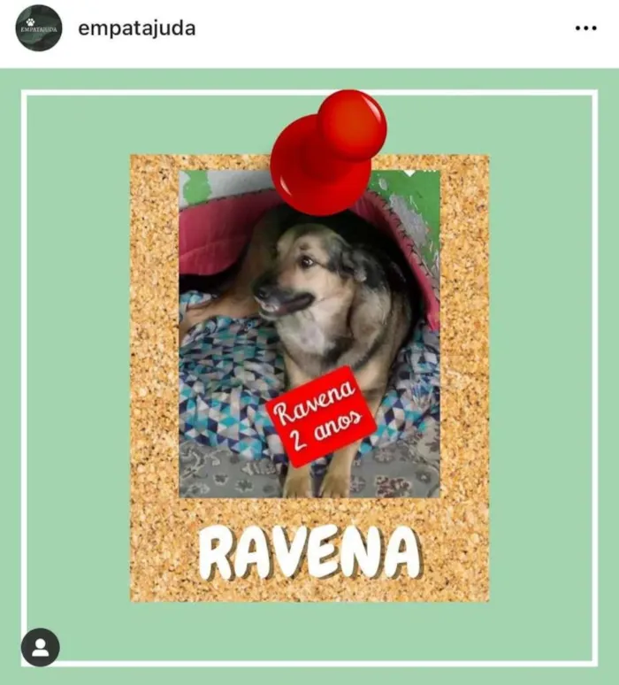 Cachorro ra a SRD-ViraLata idade 2 anos nome Ravena