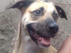 Cachorro raça Viralata idade 2 anos nome Cristal