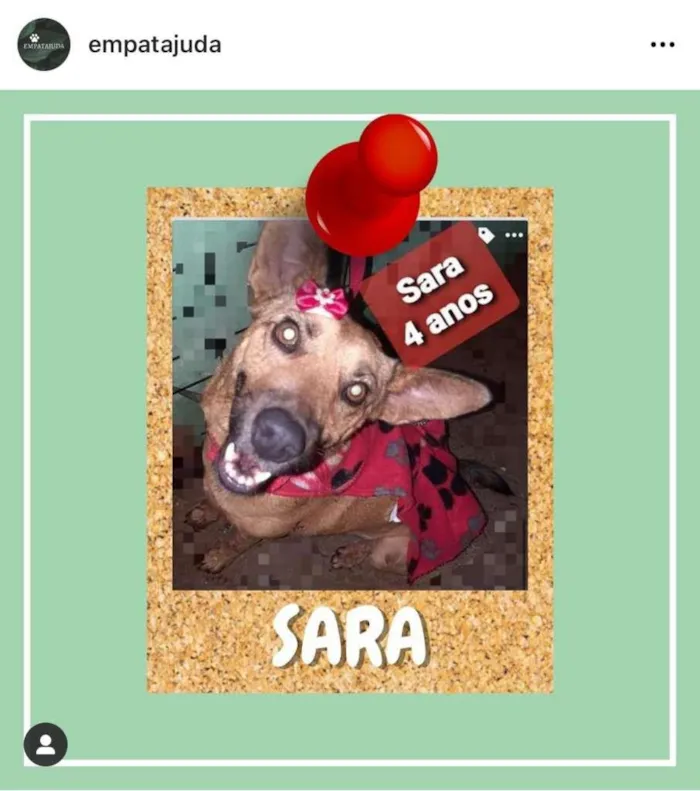 Cachorro ra a SRD-ViraLata idade 4 anos nome Sara