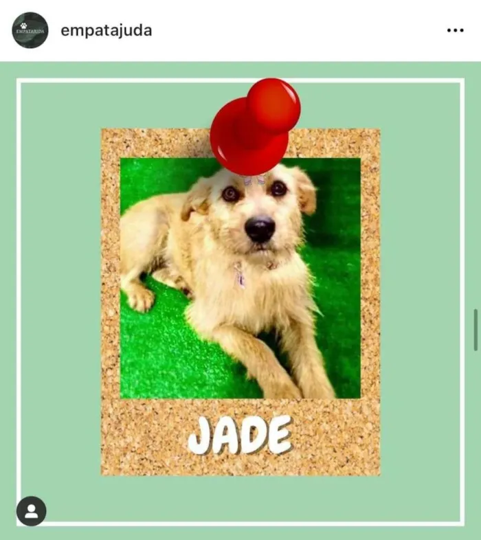 Cachorro ra a SRD-ViraLata idade 2 anos nome Jade