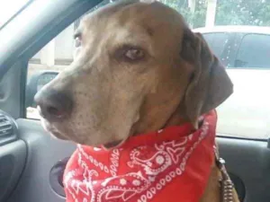 Cachorro raça Mestiça  idade 6 ou mais anos nome Pandora 