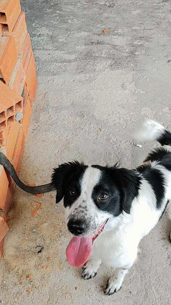 Cachorro raça Canina idade 7 a 11 meses nome SLINKY