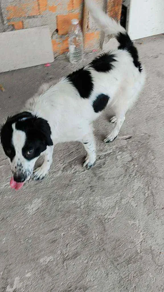 Cachorro raça Canina idade 7 a 11 meses nome SLINKY