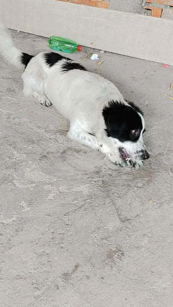 Cachorro raça Canina idade 7 a 11 meses nome SLINKY