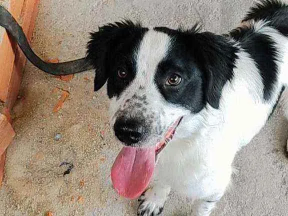 Cachorro raça Canina idade 7 a 11 meses nome SLINKY