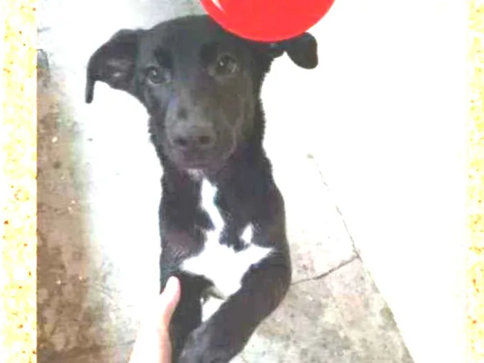 Cachorro ra a SRD-ViraLata idade 2 a 6 meses nome Pandora