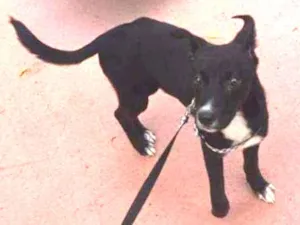 Cachorro raça SRD-ViraLata idade 2 a 6 meses nome Theo