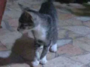 Gato raça  idade 2 a 6 meses nome Baianinha