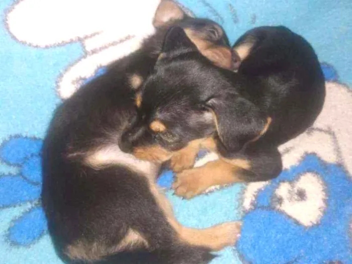 Cachorro ra a Sem raça definida idade 2 a 6 meses nome Ainda sem nome