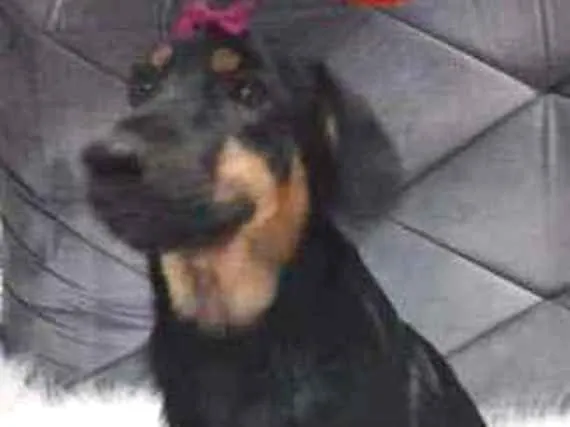 Cachorro ra a SRD-ViraLata idade 2 a 6 meses nome Maria Joaquina