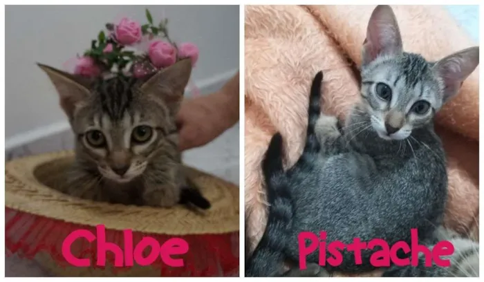 Gato ra a SRD-ViraLata idade 2 a 6 meses nome Chloe e Pistache