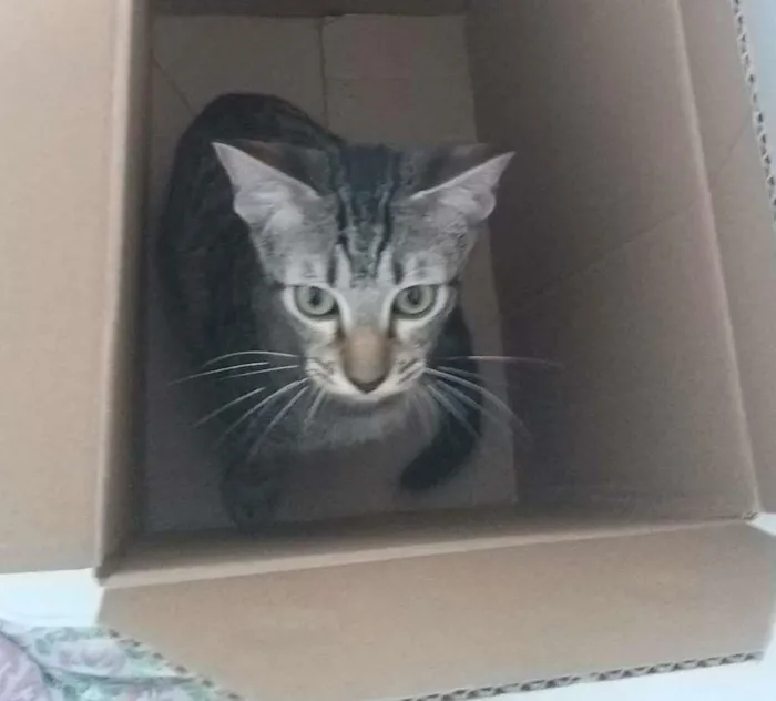 Gato ra a SRD-ViraLata idade 2 a 6 meses nome Chloe e Pistache