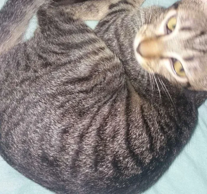 Gato ra a SRD-ViraLata idade 2 a 6 meses nome Chloe e Pistache