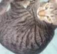 Chloe e Pistache