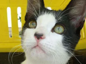 Gato raça SRD idade 2 a 6 meses nome Berlin