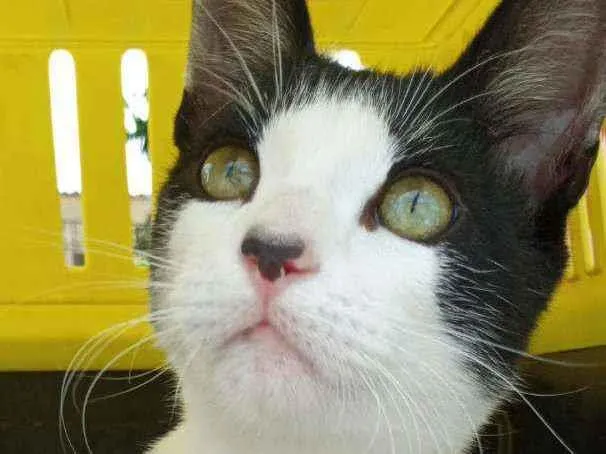 Gato ra a SRD idade 2 a 6 meses nome Berlin