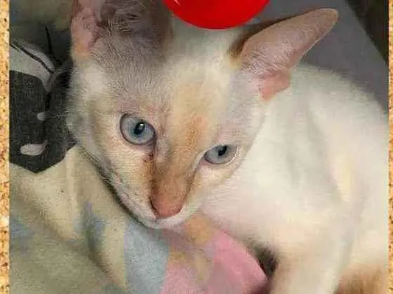 Gato ra a SRD-ViraLata idade 7 a 11 meses nome Lua