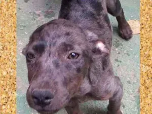 Cachorro raça SRD-ViraLata idade 2 a 6 meses nome Lord