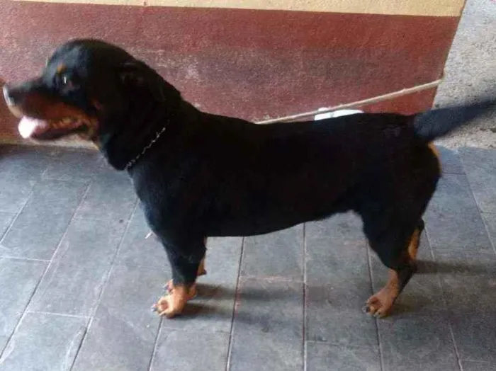 Cachorro ra a rottweiler idade 5 anos nome Latrel