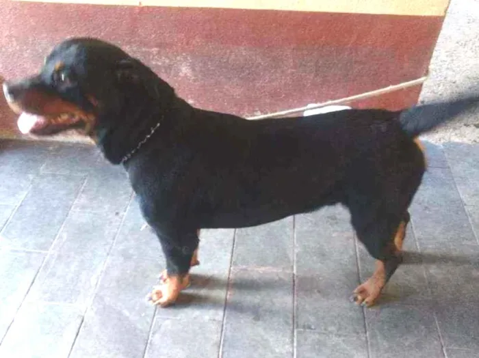 Cachorro ra a rottweiler idade 5 anos nome Latrel