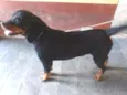Latrel