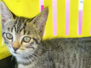 Gato raça SRD  idade 2 a 6 meses nome Rio