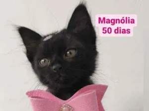 Gato raça Srd idade Abaixo de 2 meses nome Tulipa